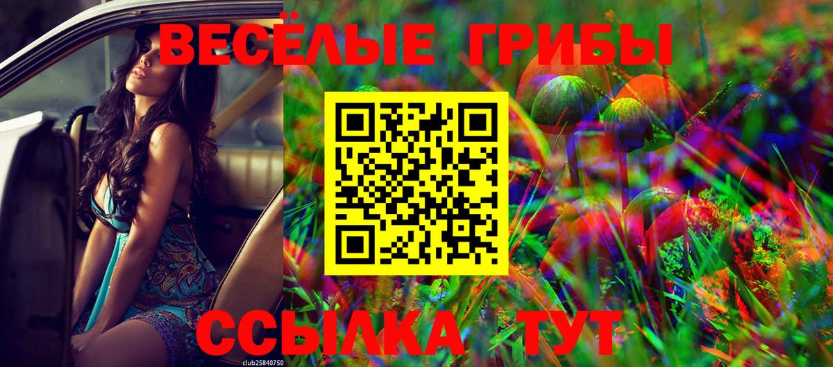 Псилоцибиновые грибы Psilocybe Нальчик